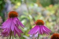 Macro Of A Wide Open Pink Orange Coneflower / Echinacea Blossoms