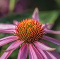 Macro Of A Wide Open Single Isolated Pink Coneflower Echinacea Blossom
