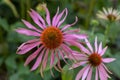 Outdoor Floral Macro Of A Wide Open Single Isolated Pink Orange Coneflower Echinacea Blossom On Natural