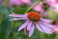 Macro Of A Wide Open Single Isolated Pink Orange Coneflower Echinacea Blossom On Natural Green