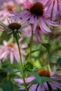 Outdoor floral macro of a young coneflower echinacea blossom on natural colorful blurred garden background