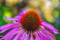 Surrealistic macro of a wide open single isolated violet  orange coneflower echinacea blossom Royalty Free Stock Photo