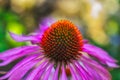 Surrealistic macro of a wide open single isolated violet orange coneflower echinacea blossom