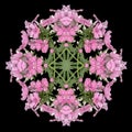 Ornament made of cluster of pink phlox blossoms and leaves