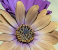 Fine art still life pastel color flower macro of a wide open pastel orange violet cape daisy / marguerite Royalty Free Stock Photo