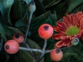 Color macro of a flower bouquet with orange red green yellow chrysanthemums / aster and rose buds