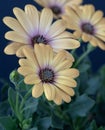 Fine art still life pastel color macro image of a wide open blooming light yellow african cape daisy / marguerite blossom