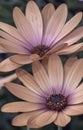 Pastel color macro of wide open blooming orange african cape daisy / marguerite blossoms on green