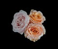 Pastel color macro of three touching pink and orange rose blossoms on black background Royalty Free Stock Photo