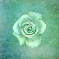 Fine art still life tone in tone green rose macro on textured paper canvas background Royalty Free Stock Photo