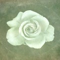 Fine art still life tone in tone green rose macro on textured paper canvas  or stone background Royalty Free Stock Photo