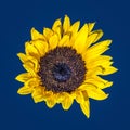 Vintage color macro of a single isolated yellow sunflower blossom, copy space isolated on blue Royalty Free Stock Photo