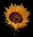 Color macro of a single isolated yellow sunflower blossom