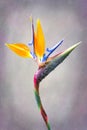 Fine art Strelitzia flower Royalty Free Stock Photo