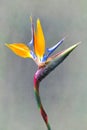 fine art Strelitzia flower Royalty Free Stock Photo