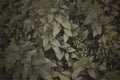Fine art Vintage Plant texture. Grunge nature floral abstract background. Trendy overlay photoshop backdrop for create Royalty Free Stock Photo