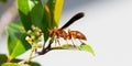 Fine backed red paper wasp hornet - Polistes Carolina - side profile view showing eye, legs, wings body or pronotum