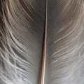 With fine barbs extending outward in a uniform pattern. The feather Royalty Free Stock Photo