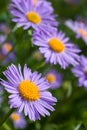 Fine blue flowers Royalty Free Stock Photo