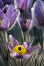 Fine blue flowers Royalty Free Stock Photo