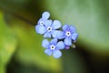 Fine blue flowers of the Caucasus forget-me-nots. Hardy perennials in the garden. Royalty Free Stock Photo