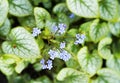 Fine blue flowers of the Caucasus forget-me-nots. Hardy perennials in the garden. Royalty Free Stock Photo