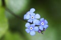 Fine blue flowers of the Caucasus forget-me-nots. Hardy perennials in the garden. Royalty Free Stock Photo