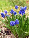 Fine bright flower on a spring day