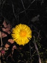 Fine bright flower on a spring day