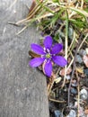 Fine bright flower on a spring day