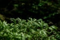 The fine and delicate leaves of the Spike Moss fern