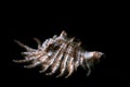 Fine detail on single sea shell on black background Royalty Free Stock Photo