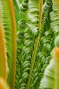 The fine detailed curls of new leafs opening on a cycad Royalty Free Stock Photo