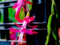 Fine details beautiful closeup macro photo of a red Schlumbergera flower Royalty Free Stock Photo