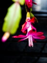 Fine details beautiful closeup macro photo of a red Schlumbergera flower Royalty Free Stock Photo