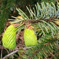 Detailed young cones