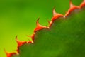 Fine details of the Santa Cruz Beehive Cactus