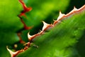 Fine details of the Santa Cruz Beehive Cactus