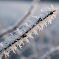 The fine details and texture of the frost highlighted by soft Royalty Free Stock Photo