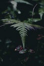 Fine details of the untouched nature we find all around us. Fern fronds Royalty Free Stock Photo