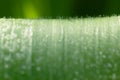 Fine dew drops on wide green leaf Royalty Free Stock Photo