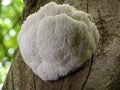 Fine example of a Lions Mane mushroom. Royalty Free Stock Photo