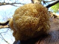Fine example of a Lions Mane mushroom. Royalty Free Stock Photo