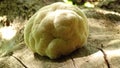 Fine example of a Lions Mane mushroom. Royalty Free Stock Photo