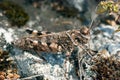 A fine example of the mimicry of a gray grasshopper sitting on a rock. insect, summer season