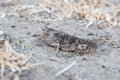 A wonderful example of mimicry of a gray grasshopper sitting on the sand among dry grass