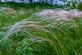 Fine feather grass structure, natural grace.