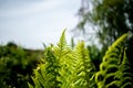 The Fine Fern, in the evening glow Royalty Free Stock Photo