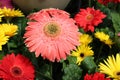 Fine form detailed pink white tips Gerbera Daisy