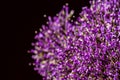 Fine fresh abstract lilac flowers close-up, macro view. For backdrop, substrate, composition use. With place for your Royalty Free Stock Photo